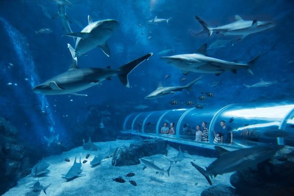 S.E.A. Aquarium Shark Sea